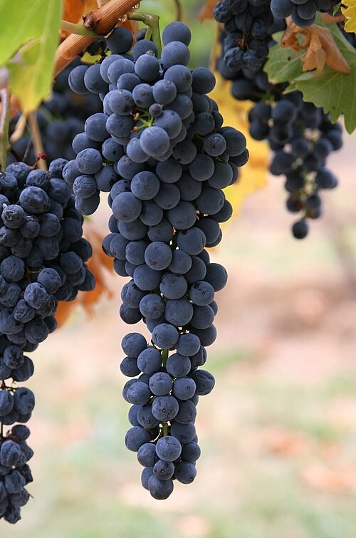 Vineyard Data